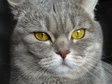 Büyük İskoç kedisi sinsi sinsi bakar. Tekir entrikacı kedinin kurnaz bir planı var. Sarı gözlü, kısa saçlı İskoç kedisi pencereden güneş ışığında oturuyor. Gri mermer renkli kedi şüpheli dalgın bir yüz yapıyor.