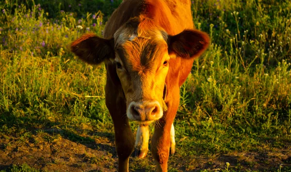 Cow face grazing in a field at sunset. Rustic farm concept