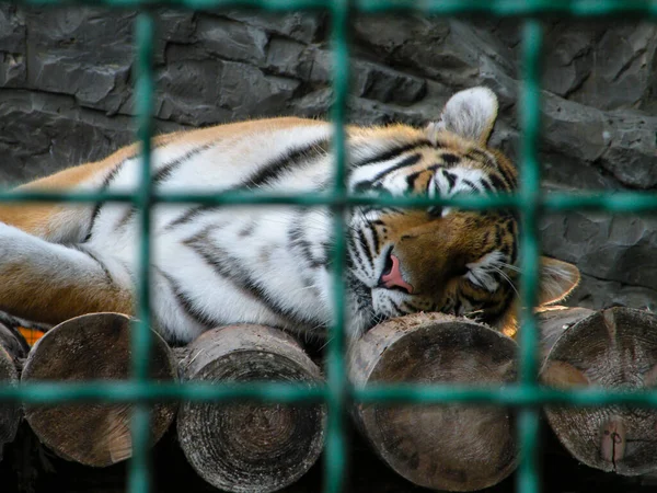 Tiger face sleeps on wooden beams in a zoo cage. Concept of animal rights protection. Blurred cell and selective focus.