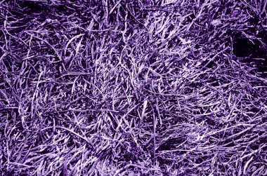 Arka plan menekşe rengi yanmış çimenler, kül olmuş bir ot. Soyut arkaplan.