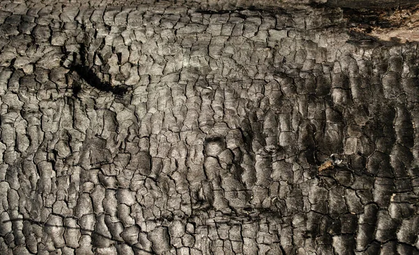 Textura de madeira preta de árvore queimada após o fogo. Estrutura na superfície do carvão vegetal. — Fotografia de Stock