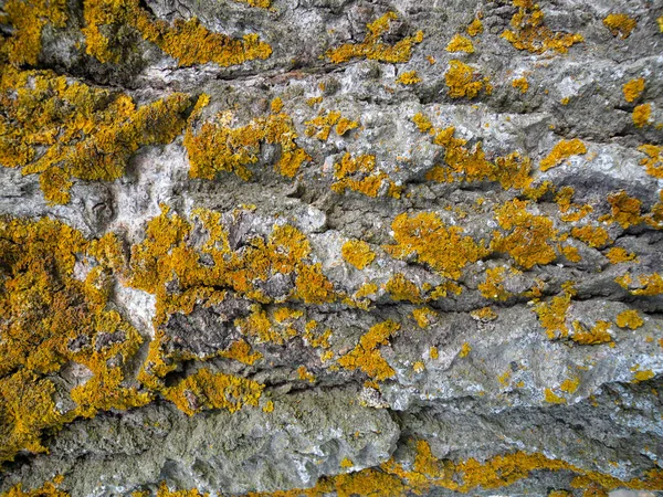 Textura de relevo distintivo de casca de carvalho com líquen laranja. Fundo abstrato para o seu projeto — Fotografia de Stock