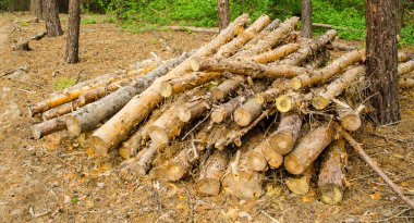 Birbiri üzerine istiflenmiş taze kesilmiş ağaç kütükleri.