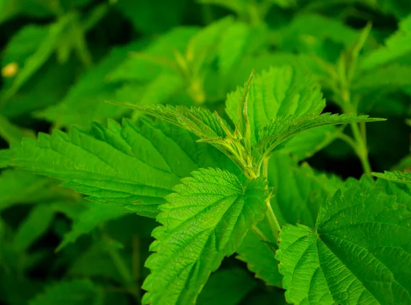 Plantera Nässlor Nässelfeber Med Fluffiga Gröna Blad Bakgrund Växt Nässla — Stockfoto