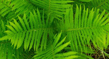 Mükemmel doğal eğrelti otu deseni. Genç yeşil eğrelti otu yapraklarıyla yapılmış güzel bir arka plan. Eğrelti otlarının ve yaprakların fotoğrafını çek. Arkaplanda güzel yeşil renkler.