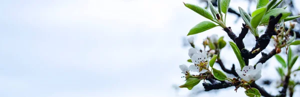Wiosna Kwitnąca Jabłoń Wiele Kwitnących Białych Kwiatów Gałęziach Drzewa Wiosenna — Zdjęcie stockowe