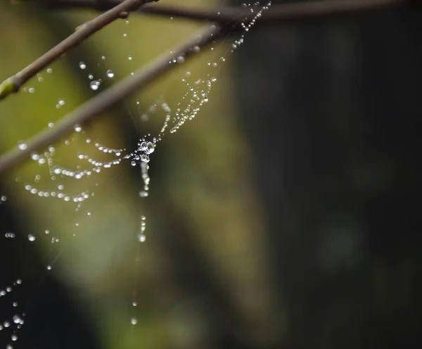 Spider web on spring branch, Spider web with raindrops, Water, Spider Web against Dark background, Selective focus. Close-up, Tree.