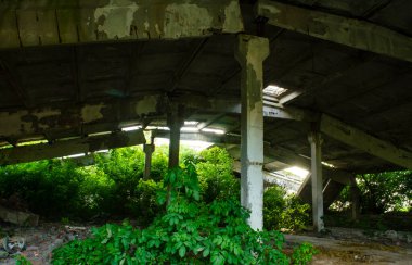 Eski terk edilmiş bir hangarın içindeki ıssız bir hangar çimlerle kaplanmış ve yakında düşecek, sadece bir desteğin üzerinde durarak, ışığın içinden geçerek. Terk edilmiş bir fabrikanın içinde, yeşil yosun ve bitkilerle kaplanmış..