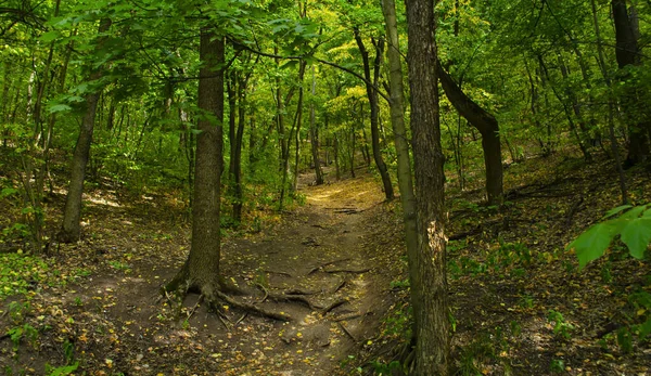 Trail through lush green forest. A trail in the deciduous forest. Glimpses of the sun on the road. Fallen yellow leaves on the ground