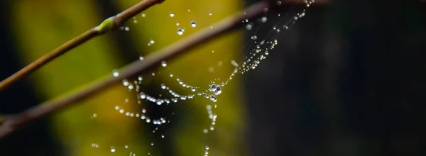 Spider web on spring branch, Spider web with raindrops, Water, Spider Web against Dark background, Selective focus. Close-up, Tree.