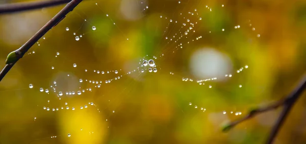 蜘蛛网在春天的分支 蜘蛛网与雨滴 蜘蛛网在黑暗的背景 选择性的焦点 后续行动 — 图库照片