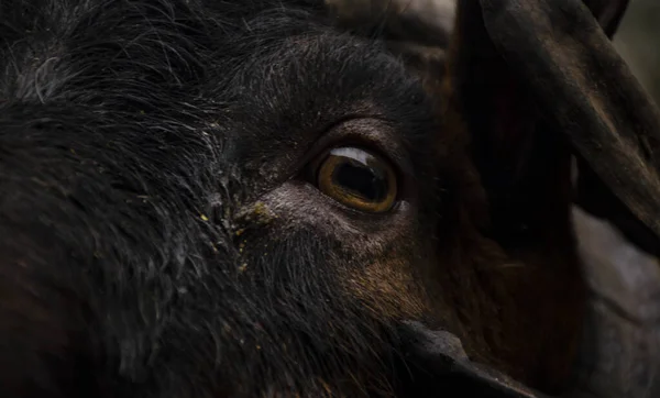 Close up of goat\'s eye looks thoughtfully into the camera. A goat in a paddock on a farm. Farm business, goat milk