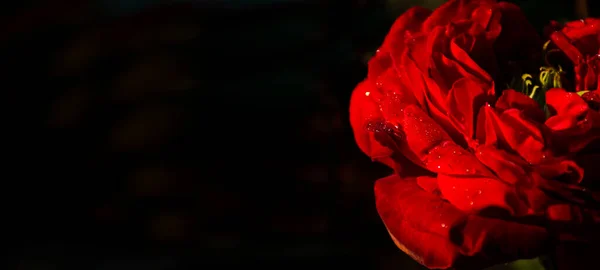 Red rose on the nice background. Rose with reflextions. Rose one the black background.