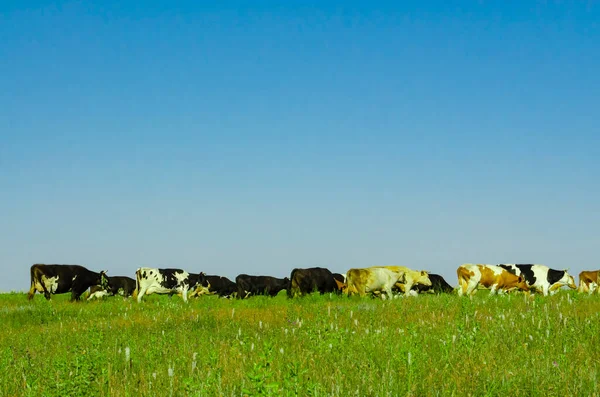 牧草地 パノラマ側のビューでは緑の牛の放牧のグループ 緑の草原と青空に牛 — ストック写真