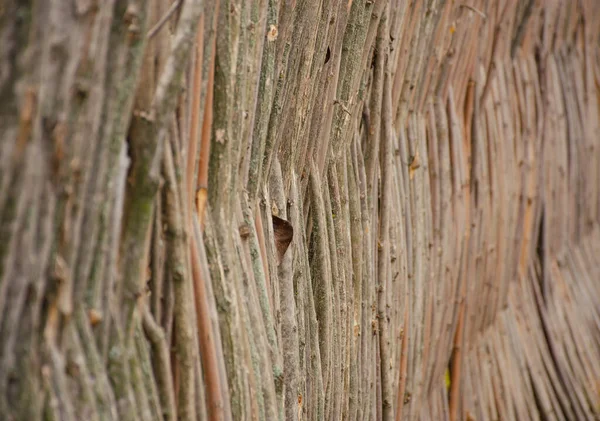 Valla de mimbre hecha de sauce de madera flexible o avellana. La textura del tronco de un árbol natural. El concepto de vida suburbana. Vista lateral — Foto de Stock