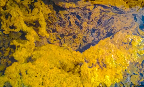 Желтые водоросли загрязняют воду. пленка водорослей на поверхности воды, препятствующая образованию кислорода и вызывающая гибель водных организмов — стоковое фото