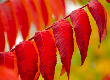 Sonbahar süsü, yeşil arkaplanda kırmızı yapraklar.
