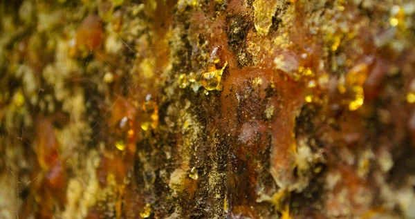 Gotas de resina de pinheiro. Viver três gotas fluir para baixo da casca do tronco de pinho. Conceito de vida orgânica: vazamento de gotas amarelas brilhantes de alcatrão de pinho, resina, com uma teia de aranha em uma casca de árvore leve — Fotografia de Stock