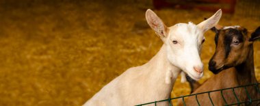 Close-up photos of goats with passion faces at the corral of farm. Lovely couple little white and brown goats. Love and affection. Shallow depth of field. Goat farm, animal feeding. clipart