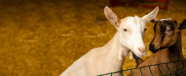 Nahaufnahmen Von Ziegen Mit Leidenschaftlichen Gesichtern Gehege Des Bauernhofs Schönes — Stockfoto