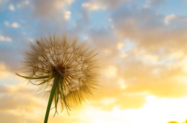 Gün batımında gökyüzüne karşı karahindiba silueti, meditasyon amaçlı zen arkaplan. Yaz havası