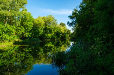 Ağaçlar ve mavi gökyüzü nehre yansıyor. Don Nehri şafakta Rusya 'nın Tula bölgesinde. Suyun kenarında sabah güneşinde sazlık çalıları.