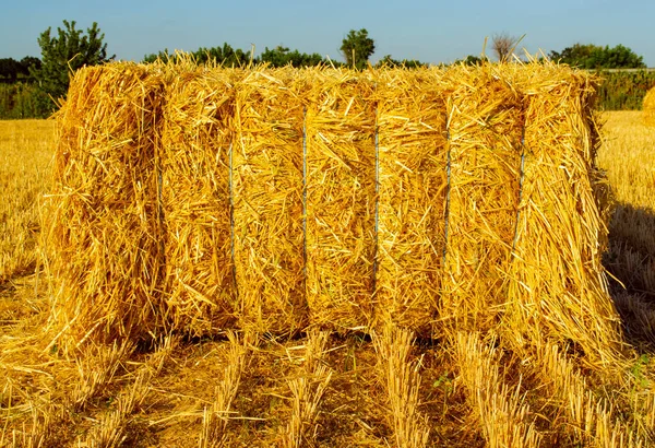 Yazın, boşluklu sarı alanda saman yığınları. Ön görünümü kapat