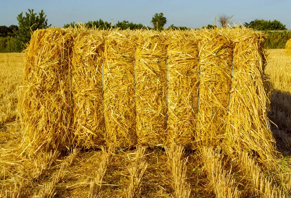 Stackar hö på sommaren i gult fält med copyspace. Närbild framifrån — Stockfoto