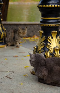 Bir kedinin dikiz aynasından başka bir kedinin yüzüne bakması.