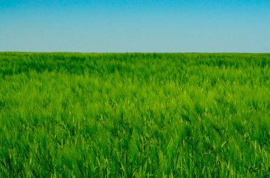 Baharda yeşil buğday tarlası, güneş ışığında mavi gökyüzü arka planında
