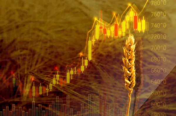 Diagram of rising food prices. Increase in the price of wheat seedson the graph with dollar sign. Put up price of seeds. Exchange quotes — Stock Photo, Image