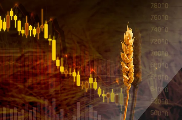 Diagram över fallande livsmedelspriser. Sänkta priser på vetefrön på grafen med dollartecken. Sänk priset på frön. Börsnoteringar — Stockfoto
