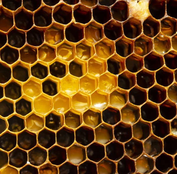 Hexagonal Texturizado Favo Mel Fundo Close — Fotografia de Stock