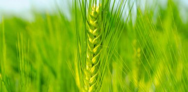 Yaz gününde taze yeşil çavdar tarlaları. Tarım alanında yeşil arpa kulakları. Köy hayatı ve tarım üretimi kavramı. Tahıl tohumu tohumları.