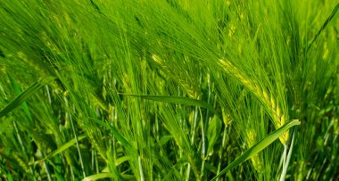 Yaz gününde taze yeşil çavdar tarlaları. Tarım alanında yeşil arpa kulakları. Köy hayatı ve tarım üretimi kavramı. Tahıl tohumu tohumları.