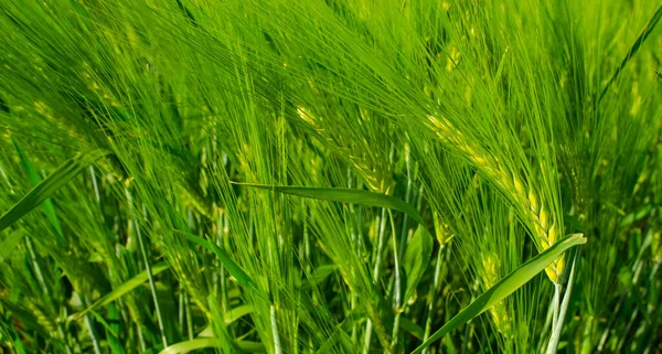 Yaz gününde taze yeşil çavdar tarlaları. Tarım alanında yeşil arpa kulakları. Köy hayatı ve tarım üretimi kavramı. Tahıl tohumu tohumları.