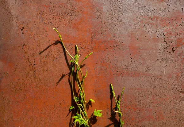 Växten växer underifrån och klättrar upp på den rostiga röda väggen. Begreppet överlevnad, smärta för tillvaron, naturkraft, oövervinnlighet hos en levande organism, opportunism och härmning. — Stockfoto