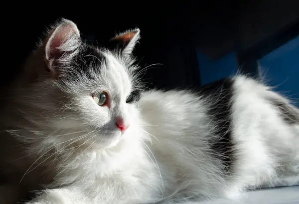 Evcil siyah ve beyaz kedi güneşin sıcak ışınlarında pencereye doğru bakıyor. Soğuk ses tonları. Kışın konfor ve sükunet kavramı
