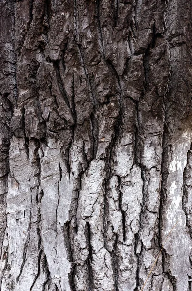 Latido Uma Árvore Velha Metade Casca Preta Metade Branca Textura — Fotografia de Stock