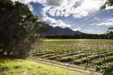 Gün batımında üzüm bağları