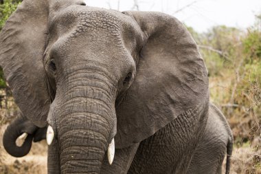 Elefant