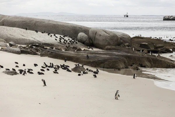 Penguins on a beach — Stock Photo, Image