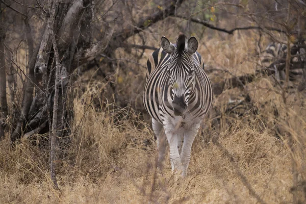 Zebra in the bushes. — Stock Photo, Image