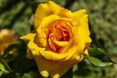 Sarı bir gülün makro fotoğrafı..