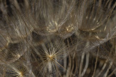 Karanlık bir geçmişi olan bir karahindibanın makrofotoğrafçılığı.
