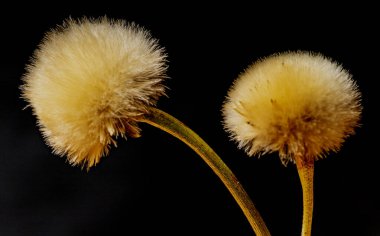 Macrophotography of a dandelion with dark background. clipart