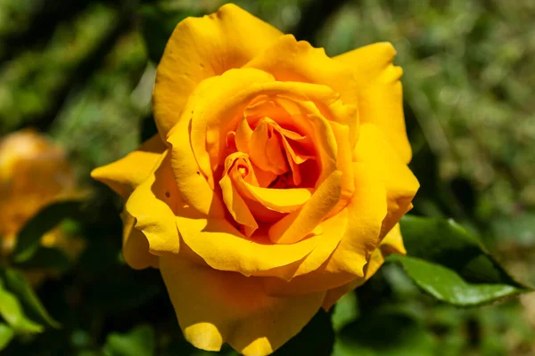 一枝黄玫瑰的宏观照片 — 图库照片