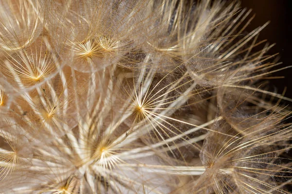 Macrofotografia Dente Leone Con Sfondo Scuro — Foto Stock