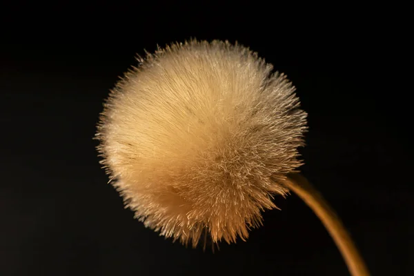 Macrofotografia Dente Leone Con Sfondo Scuro — Foto Stock