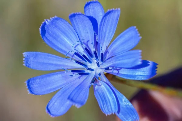 Macro Fotografie Van Een Kleine Blauwe Bloem Het Voorjaar — Stockfoto